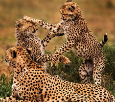 10 Day Kenya Safari Package