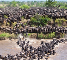 12 Day Kenya- Tanzania Safari