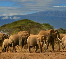 4 Day Masaai Mara and Amboseli