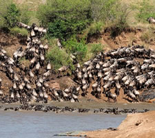 5 Day Masaai Mara and Amboseli