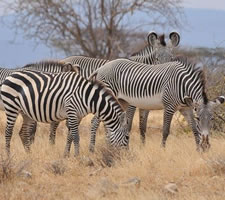7 Day Amazing Kenya Safari