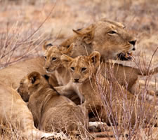 9 Day Kenya Safari Vacation