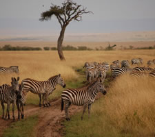 Visit Masaai Mara National Reserve in Kenya