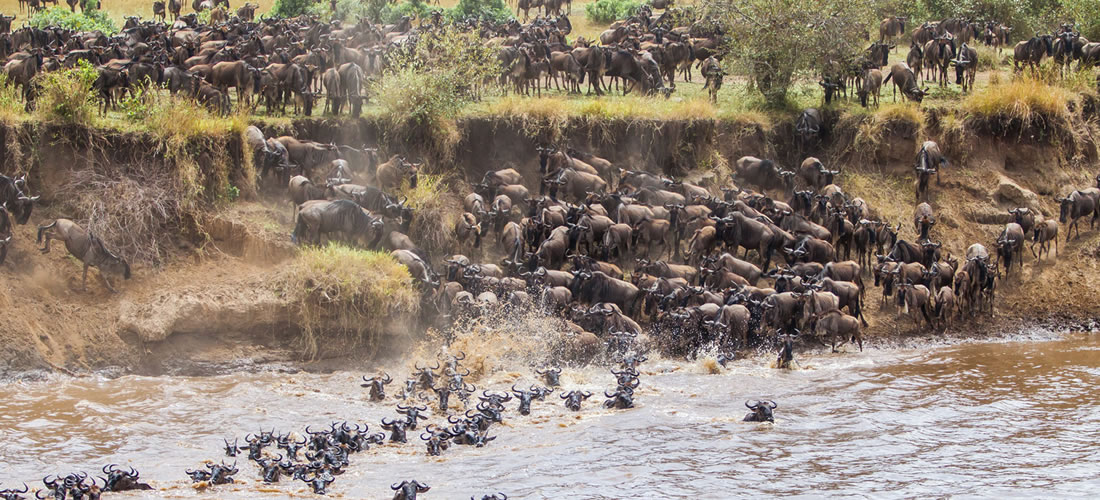 Wilde beest migration in Maasai Mara National Reserve