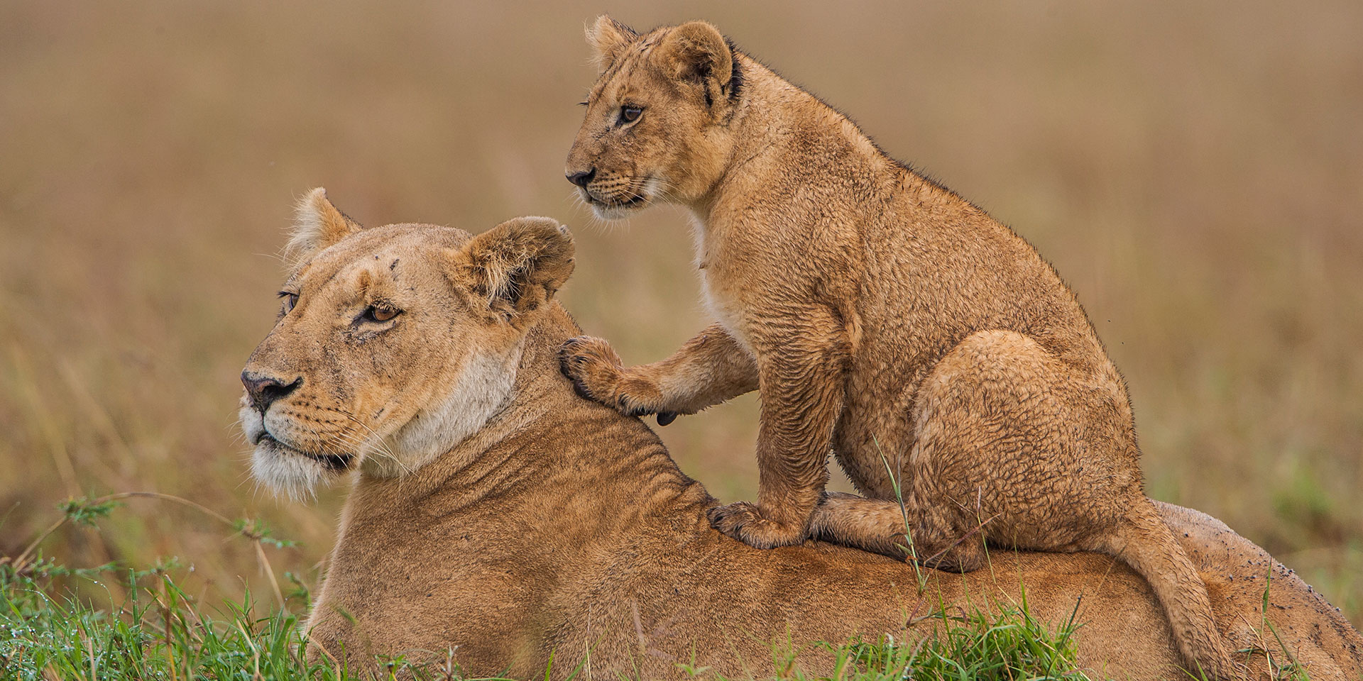 Go Maasai Mara Safaris