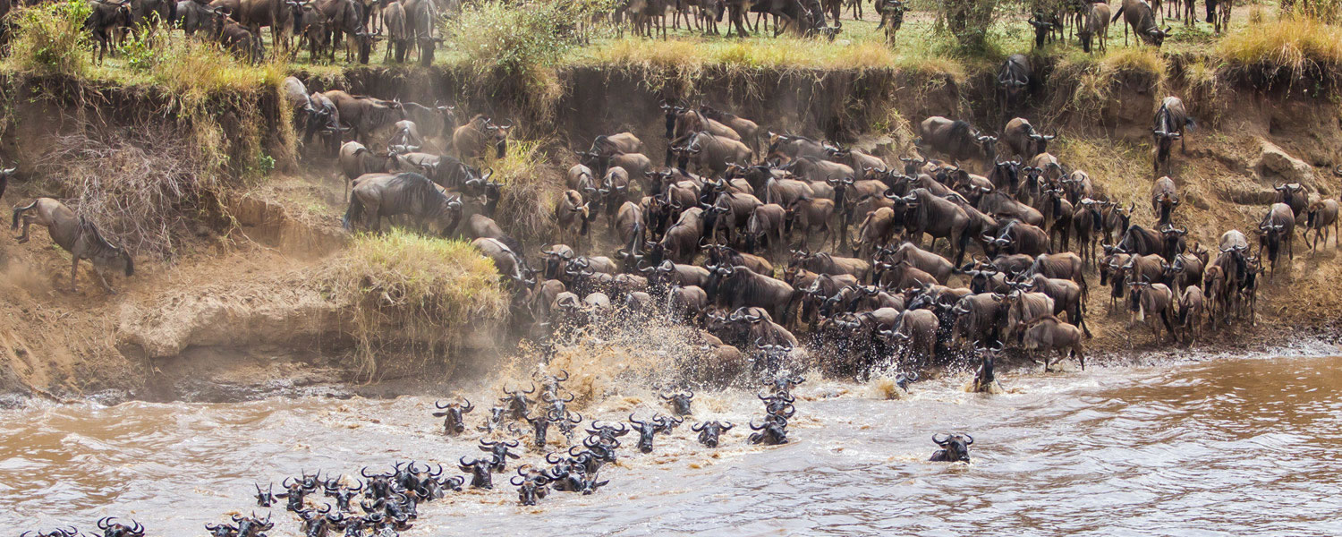 Wildbeest Migration