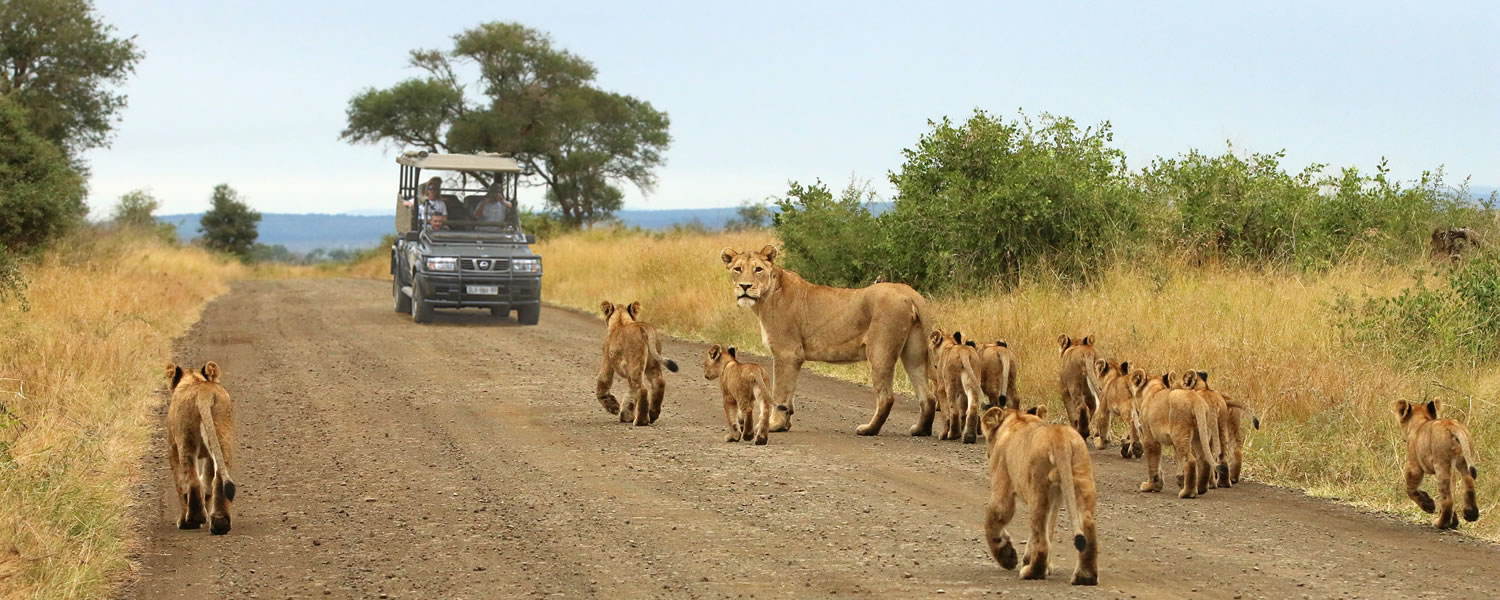 Wildlife in Kenya